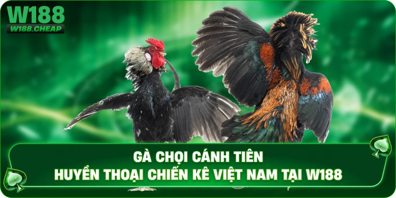 Gà Chọi Cánh Tiên – Huyền Thoại Chiến Kê Việt Nam Tại W188